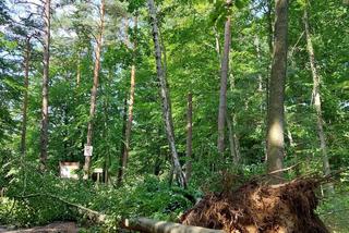 Popularna leśna ścieżka zamknięta dla turystów. Wichura wyrządziła ogromne szkody