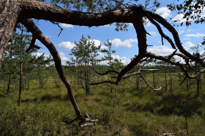 Powiat białostocki to największy powiat w Polsce. Zobacz jego atrakcje