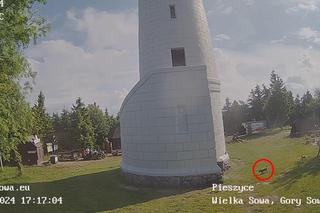 Koszmar na Wielkiej Sowie. Pies spadł z wieży widokowej i zginął na miejscu. Apel do właścicieli zwierząt 