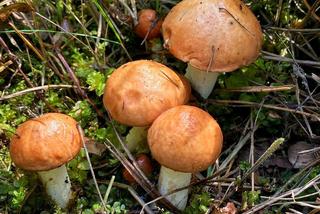 Lubelscy grzybiarze chwalą się swoimi zbiorami. Przepowiadają, że wysyp dopiero przed nami. Zobaczcie zdjęcia!