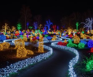 MagicznyBotaniczny po raz piąty. Co z nowym rozdziałem zimowej opowieści?