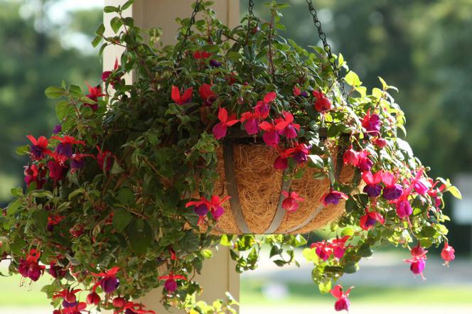 Kwiaty balkonowe zwisające: lubiące słońce, o ozdobnych liściach. Rośliny balkonowe zwisające - zdjęcia 