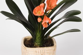 Kliwia pomarańczowa - Clivia miniata