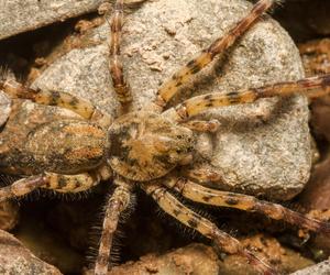 Jadowity pająk zadomowił się w Niemczech. Czym grozi ukąszenie?