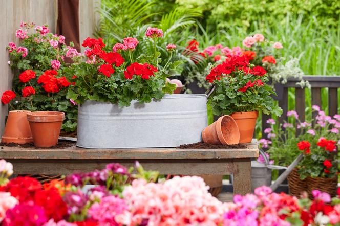 Pelargonie