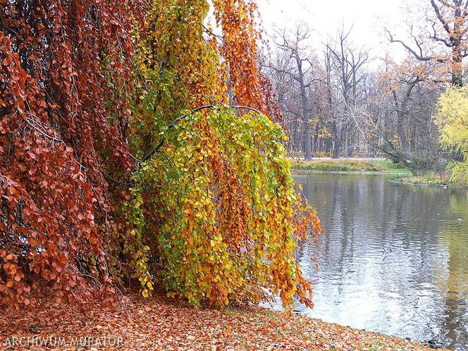 Ogrody jesienią