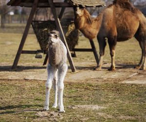 W Zoo Borysew urodziła się mała wielbłądzica. Jej imię wyłoni głosowanie