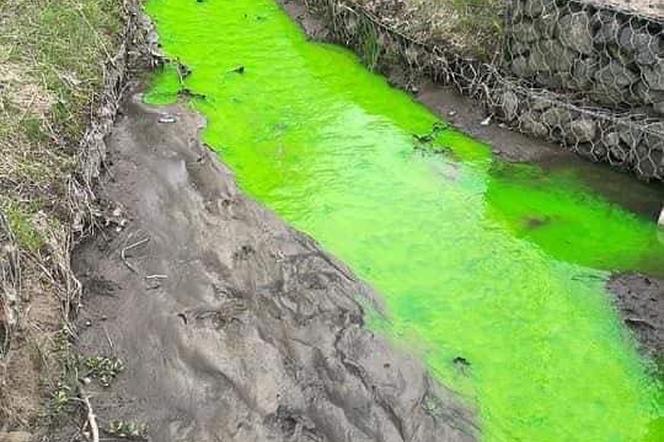 Rzeka Mleczna w Katowicach zmieniła kolor na jaskrawozielony