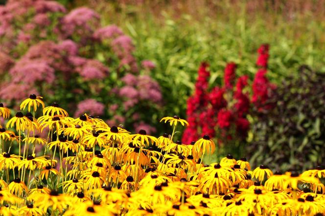 Rudbekia błyskotliwa