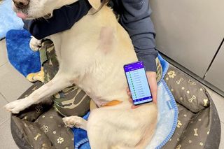 Instynkt kazał jej bardzo dużo pić, żeby obniżyć poziom cukru. Właściciel zabrał jej wodę, żeby się nie moczyła