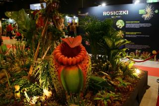 Potworne cuda, czyli wystawa roślin mięsożernych w Katowicach