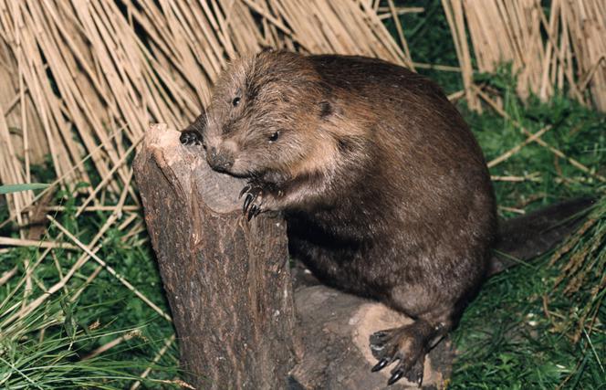 Bóbr