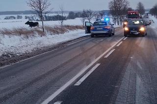 Połęcze. Łoś stał na drodze i lizał sól. Nie można było go przepędzić z jezdni [ZDJĘCIA]
