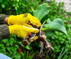 Posadź te kwiaty we wrześniu w swoim ogrodzie. Kaskada kwiatów i kolorów, gdziekolwiek się rozejrzysz