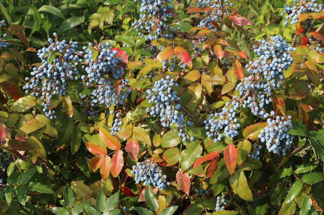 Mahonia pospolita