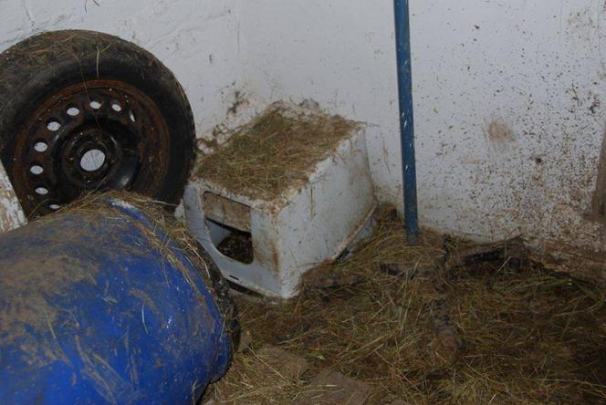 Interwencja inspektorów TOZ w Jabłowie