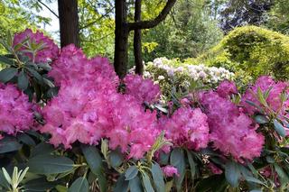 Ogród Japoński we Wrocławiu