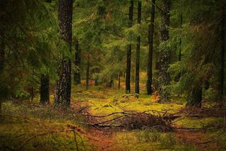 To największa gmina w Polsce. Leży na Mazurach. Nie zgadniesz, jaką ma powierzchnię