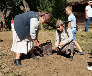 W skansenie w Lublinie pokazali, jak dawniej wyglądały wykopki kartoflane