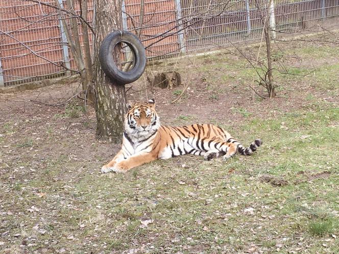 Sprawdziliśmy, jak tygrysica z Myślęcinka radzi sobie po śmierci Altaja. Dyrektorka ogrodu: są nadzieje na potomstwo