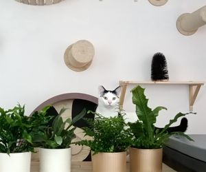 Tramwajowe koty szukają domu. Fabryka Mruczenia, mały Duńczyk i spółka polecają się do adopcji.