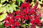 Lobelia szkarłatna