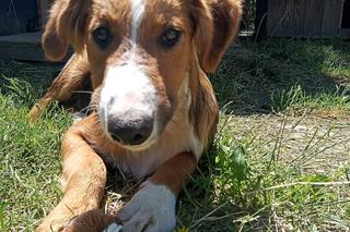 Schronisko w Boguchwale szykuje się na zimę. Możesz pomóc! 