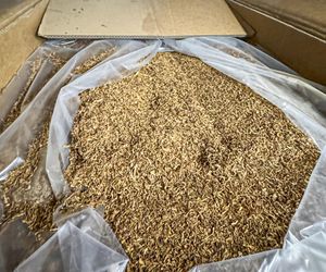 Nielegalna fabryka papierosów zlikwidowana! Milion papierosów w kartonach po pizzy