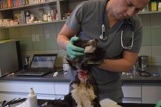 Ergo: Pies po 14 dniach tortur trafił do Ady w Przemyślu