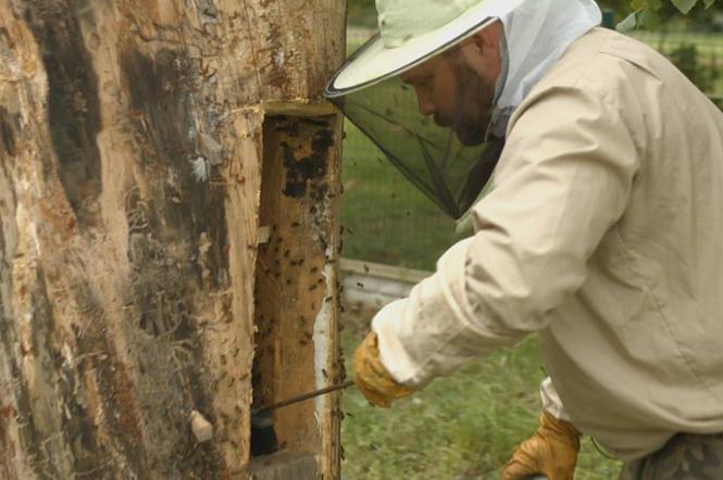 Łowcy miodu: Na ratunek pszczołom - pokazy specjalne z okazji Dnia Ziemi