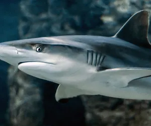 Rekiny pływające w Morzu Karaibskim uzależnione od kokainy? Naukowcy mówią o dziwnym zachowaniu 