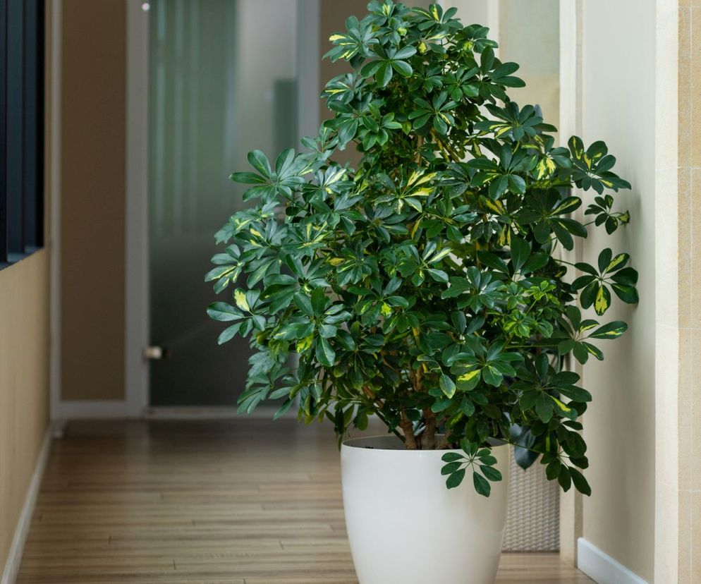 Szeflera drzewkowata - Schefflera arboricola