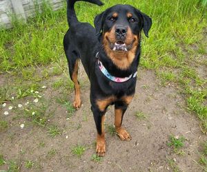 Złodziej psów grasował w Trójmieście! Ukradł Lokiego ze schroniska, a to dopiero początek!