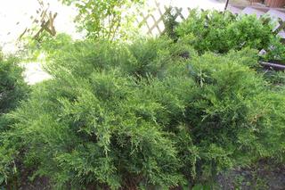 Jałowiec pośredni 'Mint Julep' 