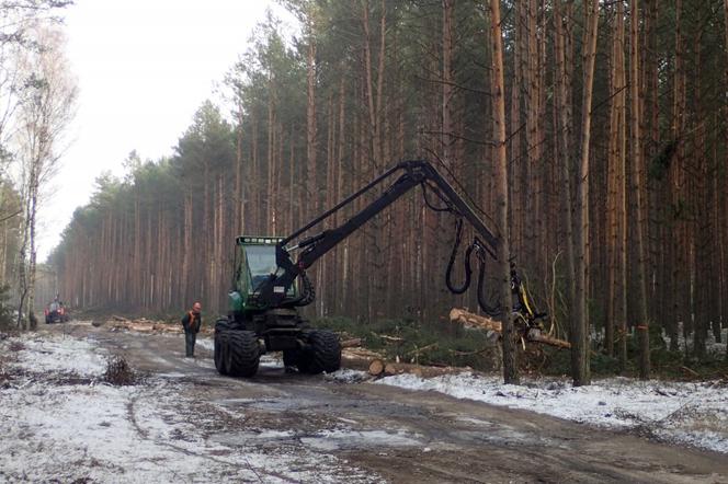 Trwa wycinka drzew pod budowę drogi łączącej Szczecin z Niedźwiedziem