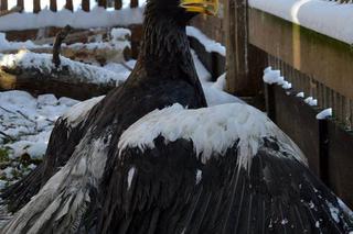 Bielik oIbrzymi w Ośrodku Rehabilitacji Zwierząt Chronionych w Przemyślu
