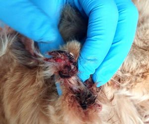 3 lata więzienia grożą mężczyźnie, który usłyszał zarzut znęcania się nad zwierzętami