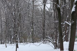 Wszędzie jest biało! Ogród Saski w Lublinie wygląda jak w bajkach Andersena [GALERIA]