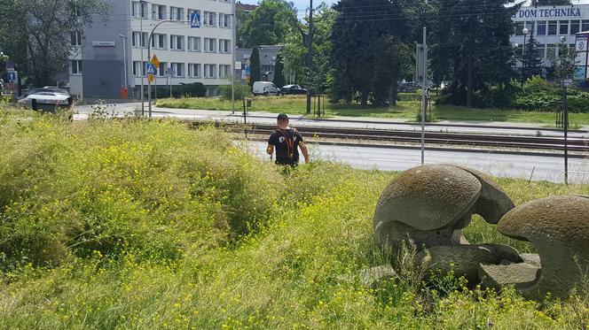 Znika bydgoski busz! To miały być oszczędności i walka z suszą. Ogrodnik ma inne zdanie