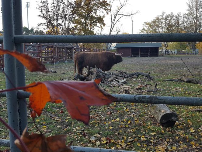 Park 1000-lecia w Lesznie na chwilę przed zachodem słońca