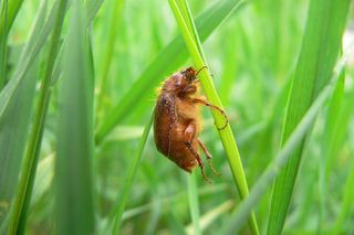Inwazja wielkich owadów we Wrocławiu. Wplątują się we włosy i wlatują pod koszulki 