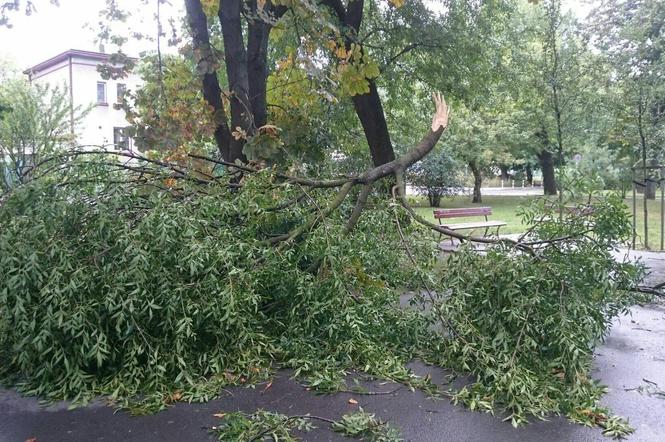 Nawałnica nad powiatem grójeckim. Gałąź drzewa ZABIŁA człowieka!