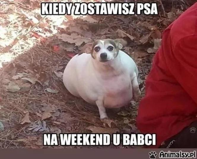 Chcesz poprawić sobie humor? Te memy ze zwierzętami rozbawią cię do łez!