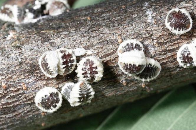 Łysik wiązowiec zaatakował gdańskie drzewa