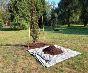 Na Skwerze Leśników Polskich zasadzone zostały buki purpurowe.