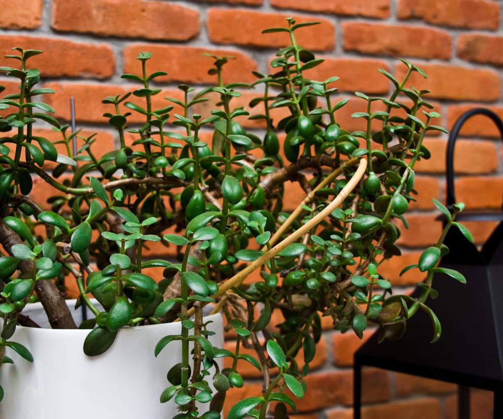 Dlaczego drzewko szczęścia więdnie po przesadzeniu?