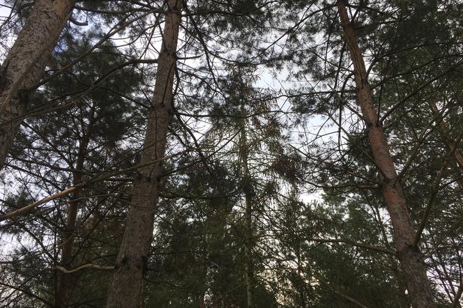 Las Komunalny w Grudziądzu zaatakowany przez kornika