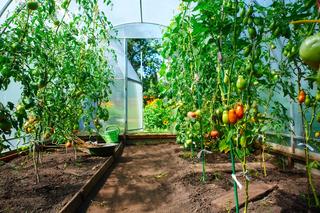 Odmiany pomidorów szklarniowych do uprawy pod osłonami