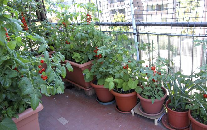 Warzywnik z pomidorami na balkonie
