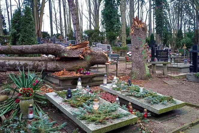 Powalone drzewo na Cmentarzu Centralnym w Szczecinie